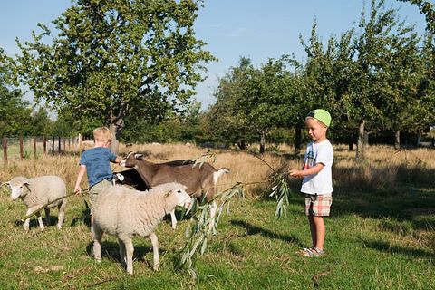 Glamping auf einem Ackerbauernhof - 5