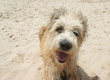 Strandvilla in Zeeland (honden toegestaan)  - 6