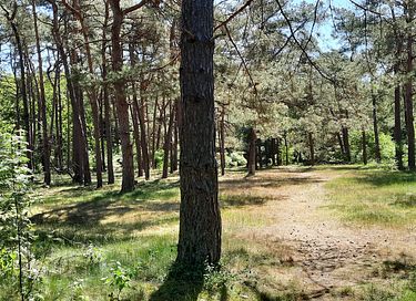 Fairytale forest cottage in Drenthe - 25