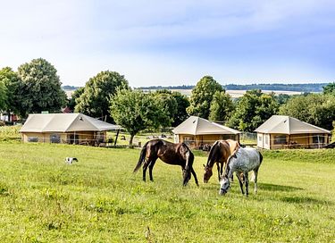 Glamping dans une ferme équestre et laitière - 3