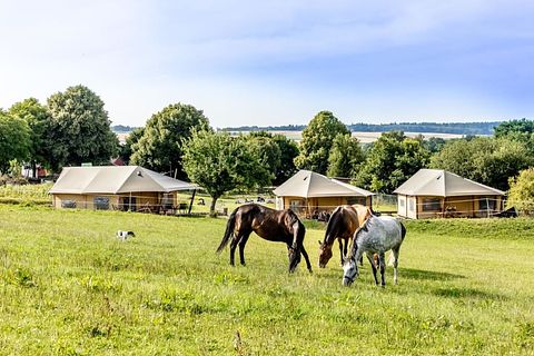 Glamping dans une ferme équestre et laitière - 3