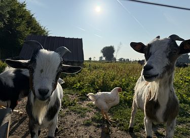 Overnachten met hottub tussen de alpaca's - 16