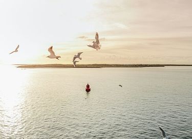 Ferienwohnung inmitten von Wäldern auf Texel - 23