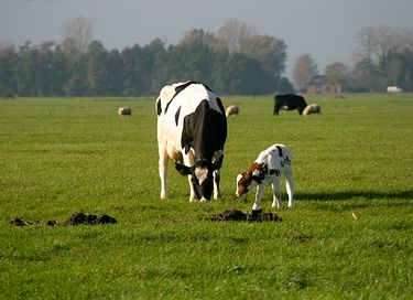 Glamping zwischen den Weiden in Groningen - 17