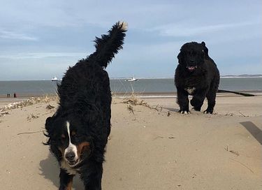 Einzigartige Übernachtung in Zeeland - 43