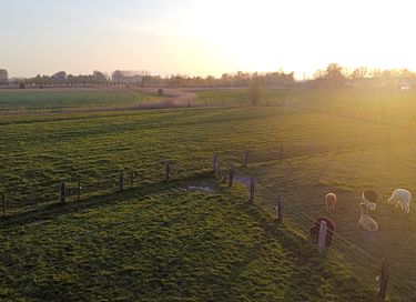 Glamping tussen de alpaca's - 10
