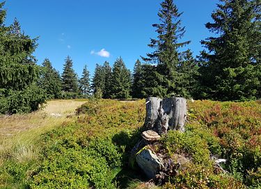 Wellness-Übernachtung im Bayerischen Wald - 23