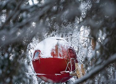 Tente glamping unique en pleine forêt - 5