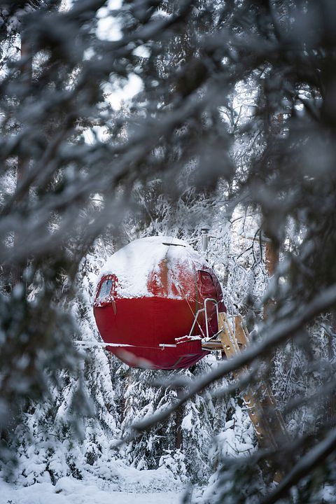 Tente glamping unique en pleine forêt - 5