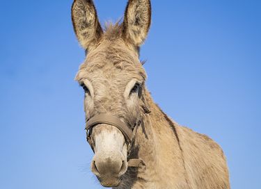 Overnachten in een authentieke boerderij - 17