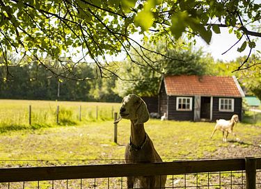Zelt-Ferienhaus mit Whirlpool auf einem Bauernhof in Drenthe - 40