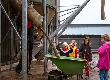 Glamping à la ferme des vaches laitières et des veaux - 12