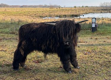 Une tiny house attrayante dans la campagne de Drenthe - 48