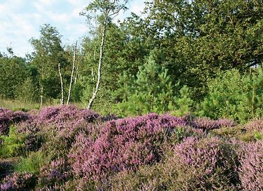 Glamping Kuppelzelt auf einem Campingplatz in Drenthe - 17