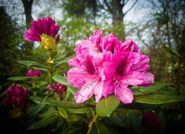Vakantiehuis met ruime tuin en overkapping - 27
