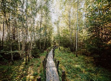 Chalet forestier confortable pour 5 avec grand jardin - 23