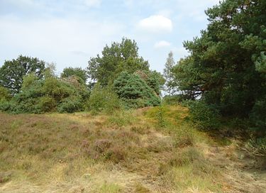 Boslodge met vrij uitzicht op de natuur - 12