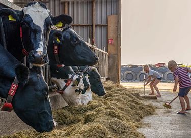  Glamping à la ferme laitière et animale - 14