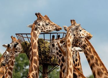 Leuke glamping tent (5 pers) in Brabant - 16