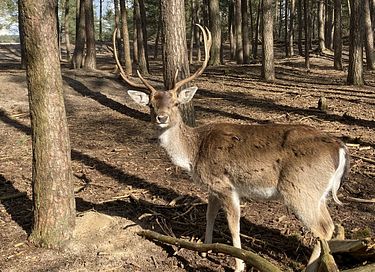 Pipowagen op de Veluwe, nabij heide & bos - 19
