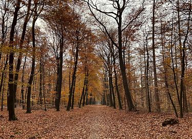 Forest cabin in the Veluwe on park with pool - 31