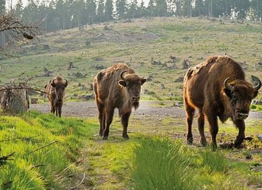 Logement de vacances à la lisière de la forêt dans le Sauerland - 27