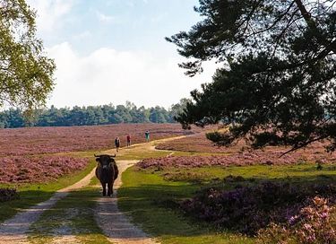 Knusse studio (4p) op Gelderse boerderij - 42