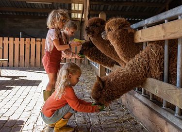  Glamping à la ferme à cheval et à poney - 13