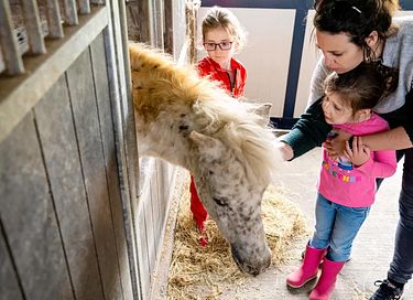 Glamping at Young Cattle Farm - 10