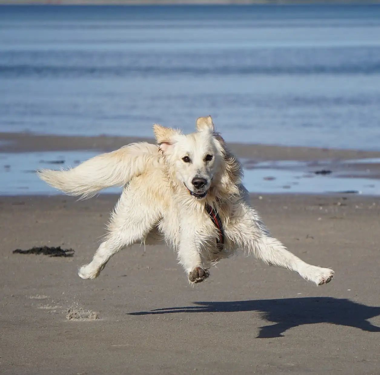 5 særlige overnatninger med din hund ved kysten i Nordholland