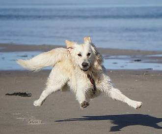 5 notti speciali con il tuo cane sulla costa dell'Olanda Settentrionale