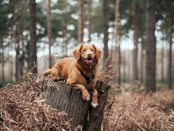 Op vakantie met je hond