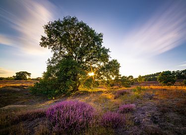 Tough luxury Scandinavian forest lodge on Veluwe - 49