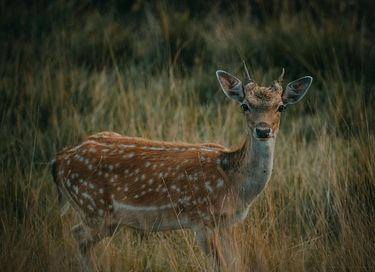 Luxe natuurhuisje in de Ardennen - 29