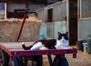  Glamping on horse farm near the coast - 8