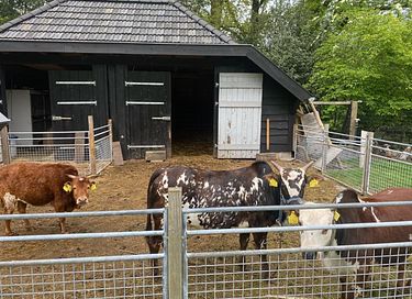 Mooi gelegen boshuis in Gelderland - 27