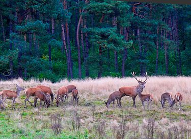 Des lodges hôteliers uniques en pleine nature - 12