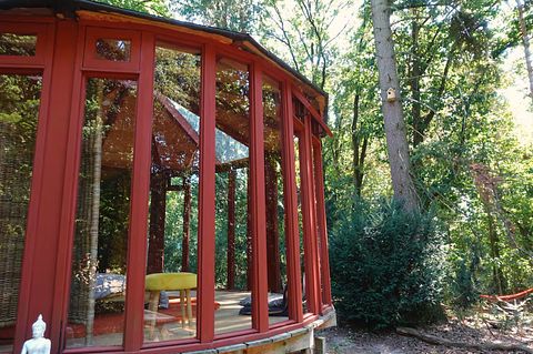 Glasjurte im Wald - 2