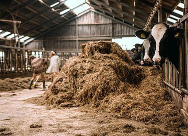 Übernachten inmitten der Kühe in Groningen - 29