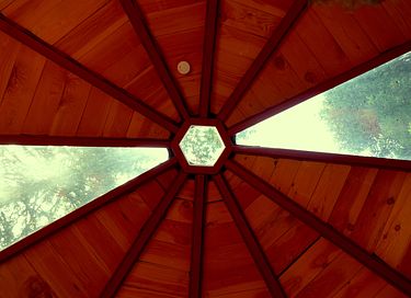 Glasjurte im Wald - 5