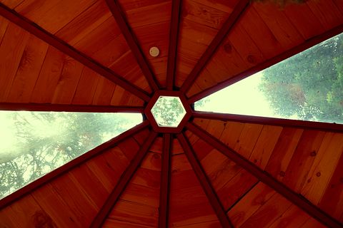 Glasjurte im Wald - 5