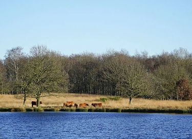 Tiny House auf Campingplatz in Drenthe - 21
