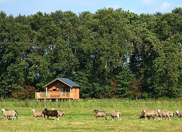 Natuurlodge voor 4 personen in Drenthe - 2