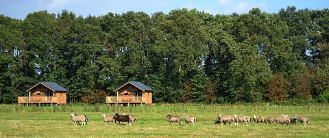 Natuurlodge voor 4 personen in Drenthe - 2