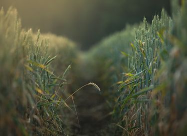 Wellness stay in Drenthe - 21