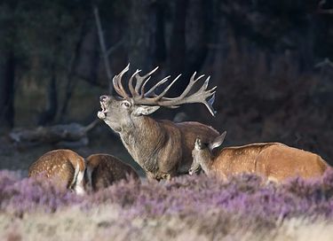 Uniek huis in een ruïne naast De Hoge Veluwe - 18