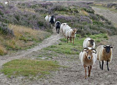 Knusse pipowagen bij natuurpark in Drenthe - 19