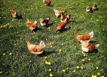 Omgebouwde leger operatiewagen in de natuur! - 22