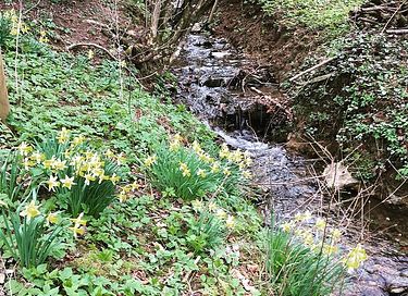 Gîte de charme dans les bois ardennais - 17