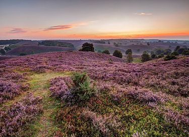 Houten vakantiehuis in het bos op de Veluwe - 23